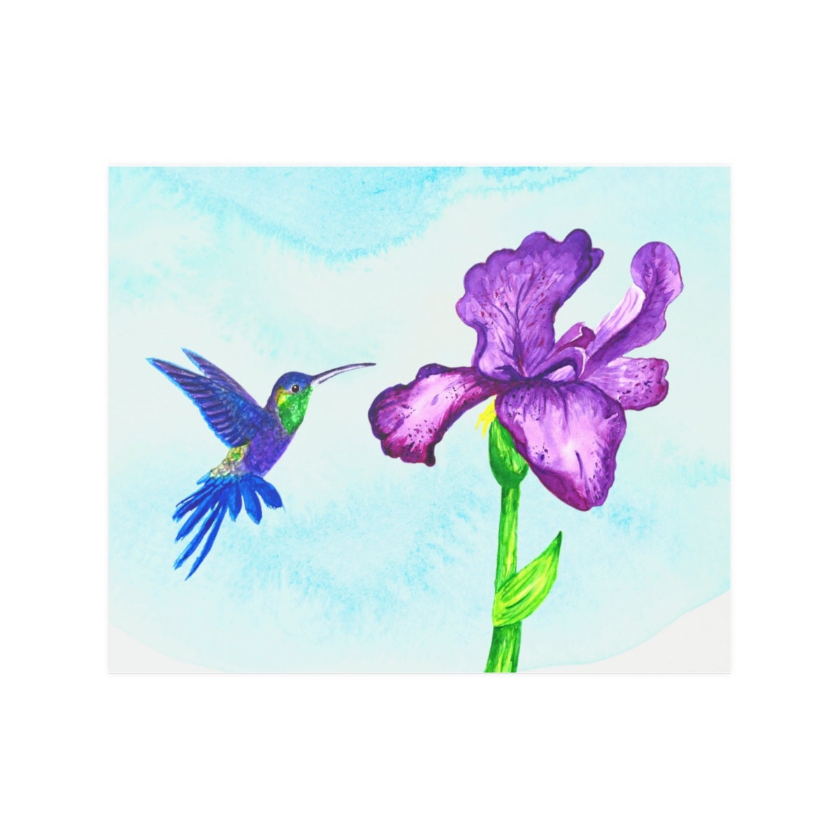 Mexican Violetear Hummingbird Watercolor, purple iris hummingbird, blue and green humming bird, hummingbird enthusiast, hummingbird gift