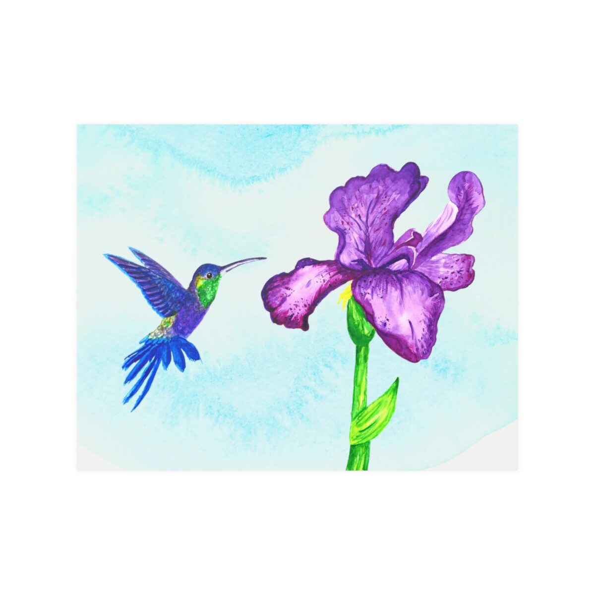 Mexican Violetear Hummingbird Watercolor, purple iris hummingbird, blue and green humming bird, hummingbird enthusiast, hummingbird gift