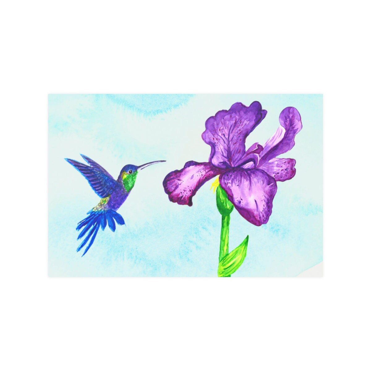 Mexican Violetear Hummingbird Watercolor, purple iris hummingbird, blue and green humming bird, hummingbird enthusiast, hummingbird gift